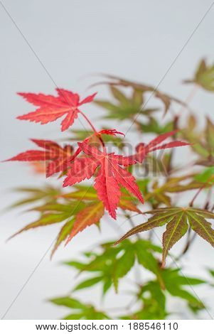 Bonsai maple with yellow and red leaves with tools and a skein of rope on a light gray background.