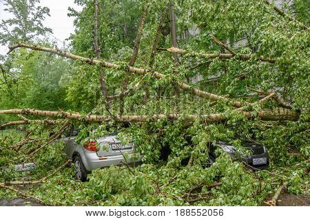 MOSCOW, RUSSIA - MAY 29, 2017: Gigantic fallen poplar tree toppled and crushed parked cars as a result of the severe hurricane winds in one of courtyards of Moscow city