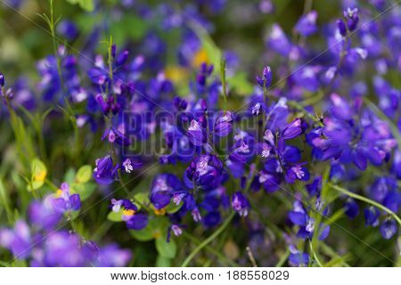 Flowers of the Milkwort Polygala major a milkwort from the Mediterranean region.