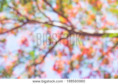 Blurred Background,looking Up At Flower At Tree In Park