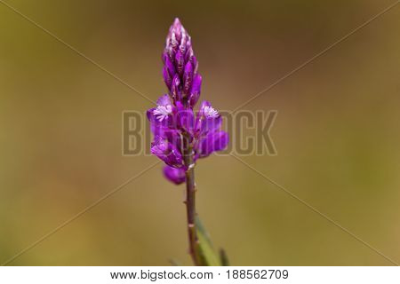 Flowers of the Milkwort Polygala major a milkwort from the Mediterranean region.