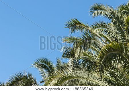 date palm tree canopy against blue sky