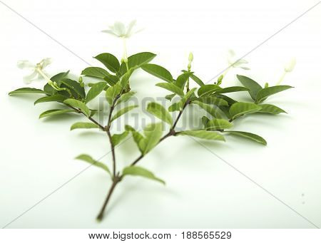 White And Fragrant Flower