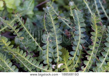 Leaves of a Rustyback fern (Asplenium ceterach) from the Mediterranean region.