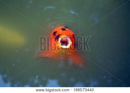 Closeup of Koi fish with mouth agape