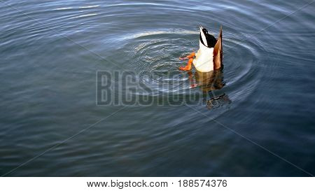 Duck submerged in water with head hidden and legs in the air
