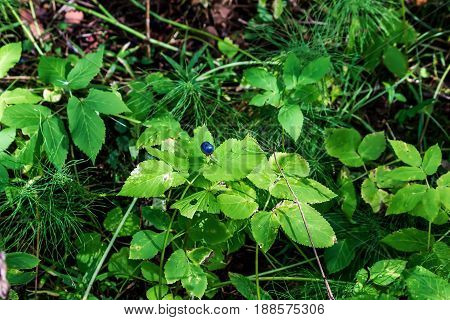 Poisonous berry in the forest. A dangerous poisonous plant. The wolf's berry.