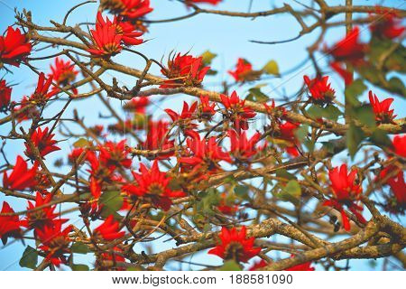 Close Up Of   Flower Plant And Clear Sky