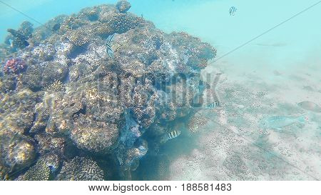Abudefduf Vaigiensis And Sparidae Swim Around A Bright Colored Coral Reef In The Red Sea In Hurghada