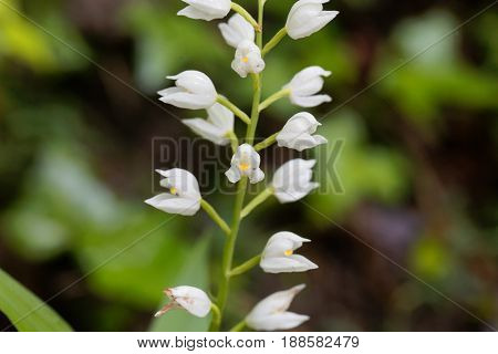 Flowers of a Narrow leaved Helleborine (Cephalanthera longifolia)