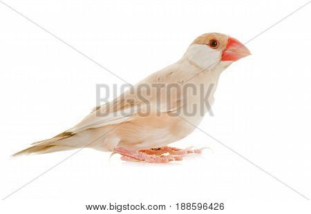 Java sparrow in front of white background
