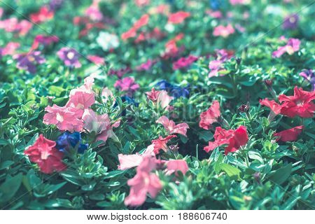 Colorful Flowers For Background .