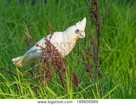 A Little Corella feeding on seeds at Herdsman Lake in Perth, Western Australia.