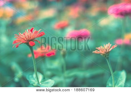 Colorful Flowers For Background .