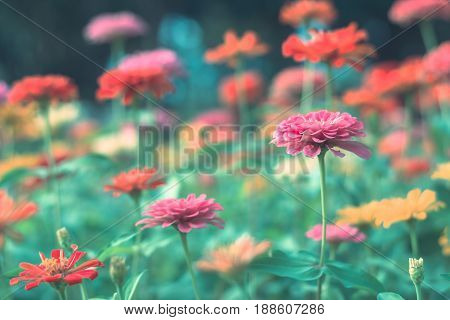 Colorful Flowers For Background .