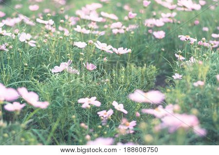 Colorful Flowers For Background .