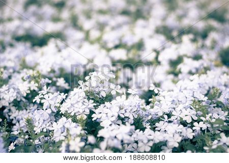 Colorful Flowers For Background .