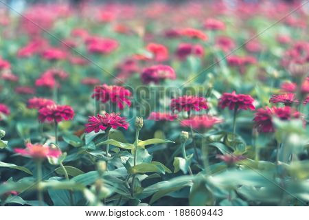 Colorful Flowers For Background .