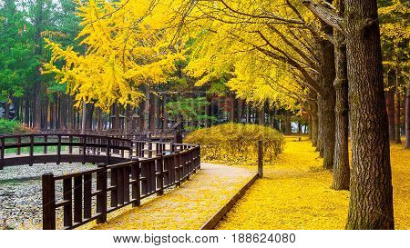 Autumn With Ginkgo Tree In Nami Island, Korea.