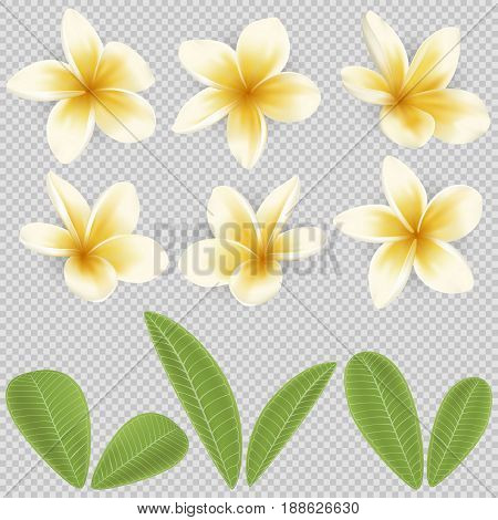 White and yellow Plumeria Flowers set in realistic style. Tropical flowering plants collection. Flowers and leafs of Plumeria in real style.