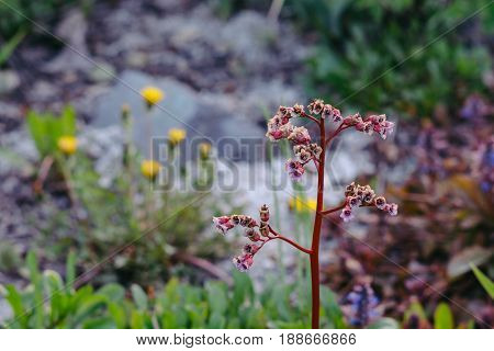 Bergenia. Badan blooms with small buds. Red stalk.