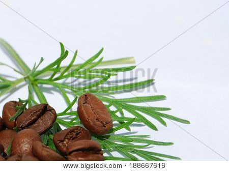 Grains of coffee on green wormwood sheets