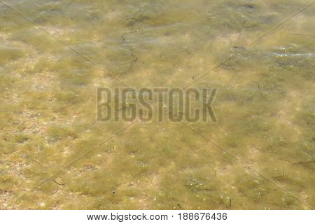 Coastal Sea Waves. Seawater With Seaweed. Coastal Algae. Sea Beach.