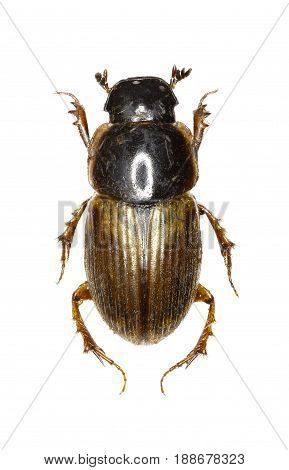Dung Beetle Aphodius on white Background - Aphodius prodromus (Brahm 1790)