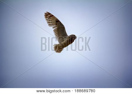 Short-eared Owl (marsh Owl, Asio Flammeus) Flies Over Nest