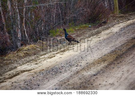 Capercailye (tetrao Urogallus) Out On Gravel Road