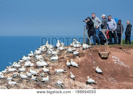 HELGOLAND GERMANY - MAY 27 2017: People taking pictures of brooding Northern Gannets at red cliffs of Helgoland