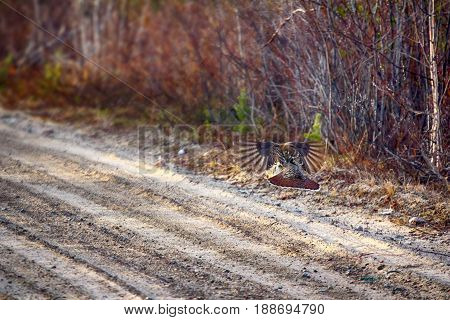 Capercailye (tetrao Urogallus) Out On Gravel Road