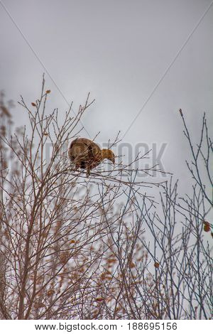 In Autumn, Grouse (lyrurus Tetrix) Feed With Buds