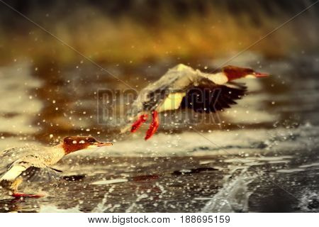 Goosander (female, Mergus Merganser), Running Start In Fountains Spray