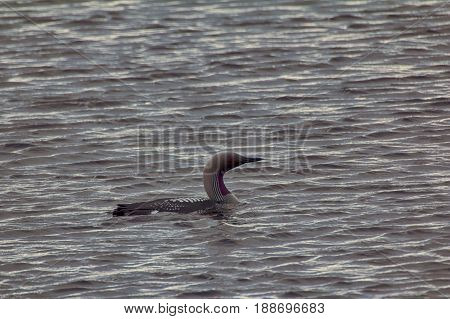 Black-throated Diver (gavia Arctica)