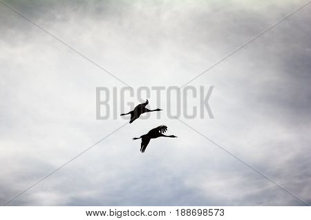 Gray Crane (common Crane, Grus Grus), Pair