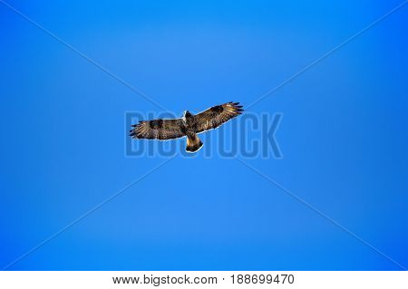 Rough-legged Buzzard Flying Over Nest.