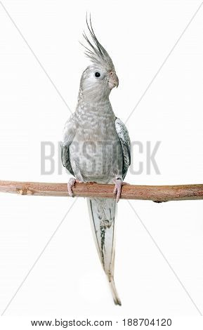 female gray cockatiel in front of white background