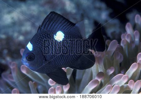 A 3 Spot Dascyllus damselfish, (Dascyllus trimaculatus) near an anemone at the Kwajalein Atoll in the Pacific