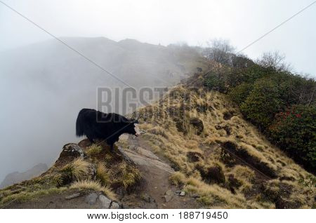 Yak and herd in fog. Himalayan mountains. Nepal, Annapurna region