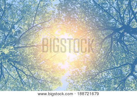 Beautiful forest on the background of blue sky photographed in close-up