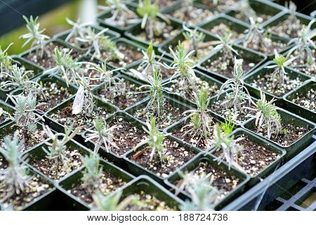 Lavender Seedlings In The Greenhouse Located In Kula Lavender Farm Ion Maui, Hawaii