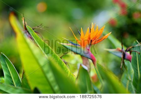 Bird Of Paradise Tropical Flower, Famous Plant Found On Island Of Hawaii
