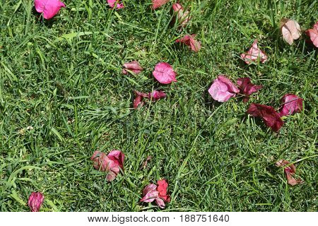 hot pink bougainvillea flowers on green grass. background and texture pattern. hot pink and green grass pattern for wallpapers backgrounds and more. 