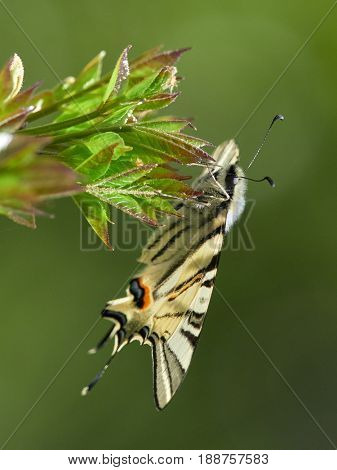 Scarce Swallowtail (Iphiclides podalirius) in natural habitat in spring
