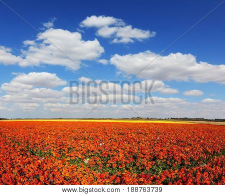 The kibbutz in the south of Israel. Concept of rural tourism and agrotourism. Fluffy clouds over a field of blooming buttercups - ranunculus
