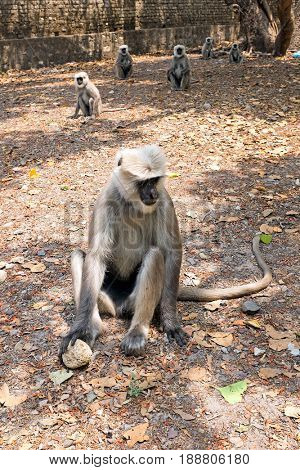 Langur monkeys getting food in the forest near Ram Jhula in India Asia