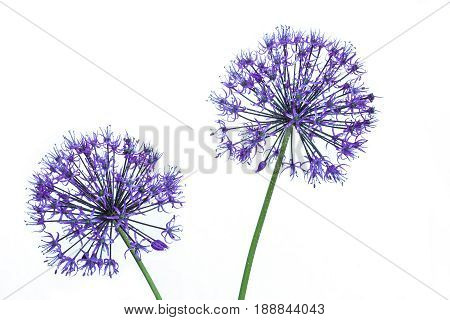alium flowers looks like dandelion flowers with water drops on a white background. abstract nature background