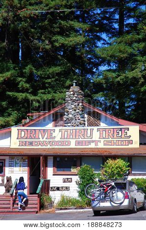 LEGGETT, CALIFORNIA, USA - September 2, 2009: Visitor enters the Drive Thru Tree Redwood Gift Shop near Redwood National Park in Northern California