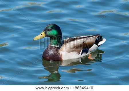 Colorful Mallard Drake in a calm lake
